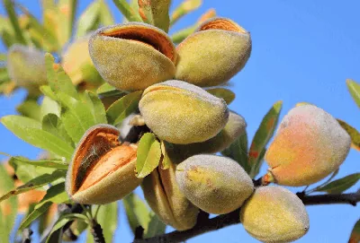Top 5 Dry Fruits for Weight Loss & Daily Energy